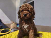 Toy Poodle Yavrular