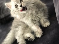 4 aylık erkek british longhair sahiplendirilecek