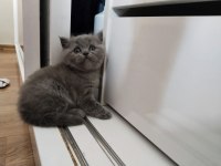 Müthiş scottish fold bebekler