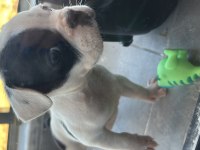 50 günlük yavru ped tuvalet eğitimli french bulldog