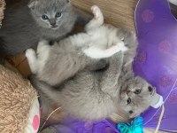Son iki tane kedimiz elimde erkek kaldı biri lilac açık gri