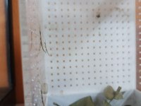 Farklı Bi Evcil Hayvan İsteyenler İçin Sopa Böceği