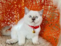 British shorthair erkek 2 aylık