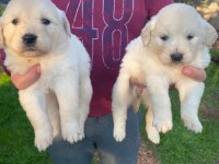 Bebek yüzlü golden retriever köpeklerimiz
