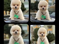 Pomeranian boo yeni yuvasını bekliyor