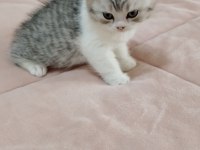 Son iki dişi yavru kedilerimiz