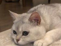 British shorthair kedime anne adayı arıyorum