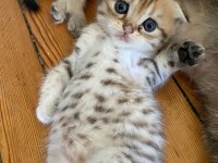 Scottish fold yavrular sahibinden sahiplendirilecek