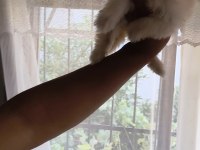 Maltipoo bebişler mavi gözlü