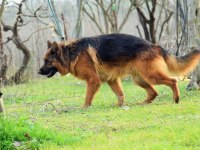 A scr belgeli alman kurdu yavrular