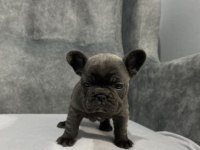 Kaliteli FRENCH BULLDOG yavrular
