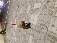 Chihuahua tatlı yavru köpeğimiz