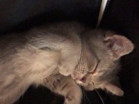 Yavru British Shorthair