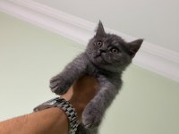 BRITISH SHORTHAIR BLUE POİNT