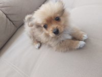 2 aylık erkek tilki surat pomeranian