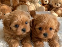 Ankrada Yasal Ruhsatlı Çiftlikden Maltipoo Yavrularımız