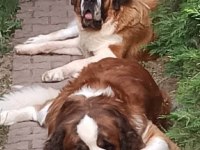 Sarkan St Bernard Yavrular