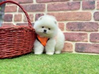 Safkan Pomeranian Boo Yavrularımız
