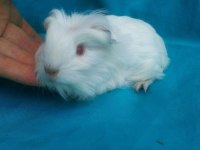 Guinea Pig Yavruları İstanbul
