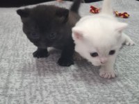 Nur Topu Gibi Yavru Kediler