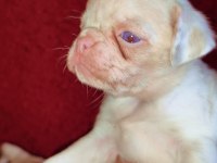 Egzotik Renk Pug Mops Köpekler