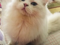 British Longhair yavrular