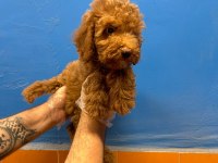 EVİNİZİN NEŞESİ TÜY DÖKMEYEN TOY POODLE YAVRULAR