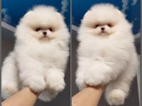 Fcı Export Sçr Li Pomeranian Yavrular Petmode Den