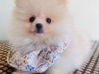 Pomeranian Yavrularımız Sizlerle