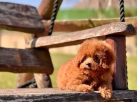 WC EĞİTİMLİ TOY POODLE YAVRULARI 