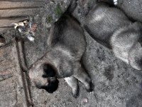 Dev Irk Anadolu Çoban Köpeği