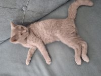 3 Aylık British Shorthair