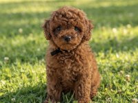 Toy poodle kore kan