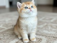 Show Kalite Safkan British Shorthair Ve Longhair Yavru