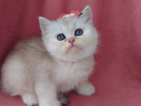 Teslime hazır dişi british shorthair yavrumuz