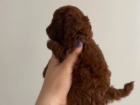 Kore toy poodle