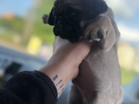 KREM PUG MOPS