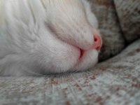 Susam tanesi scottish fold erkek