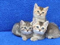 BLACK GOLDEN GOLDEN TABY GÜZELLİKLER