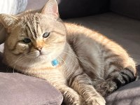 Acil British Shorthair