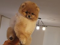 TÜRKİYENİN EN İYİ POMERANİAN DİŞİSİ 11 AYLIK