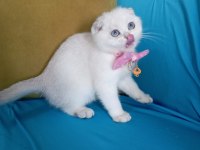 Dişi Scottish Fold Yavrumuza Yuva Uyguna