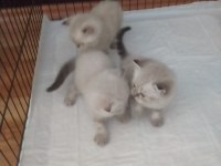 Çok tatlı 2 erkek 1 dişi yavru