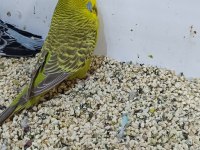 Show jumbo muhabbet kuşu ve salma kafes