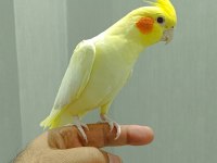 ERKEK SULTAN PAPAĞANI