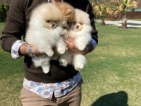 Sağlık Ve Irk Garantili Pomeranian Yavruları 