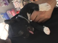French bulldog yavrumuz