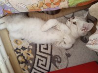 British Shorthair Ve British Golden Yavrularımız
