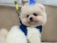 Irk garantili pomeranian bebekler