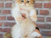 British longhair